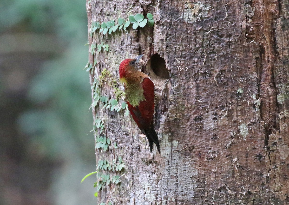 Banded Woodpecker - Dave Bakewell