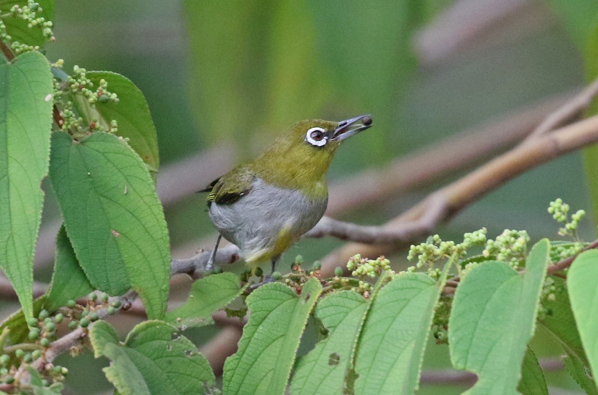 Hume's White-eye - Dave Bakewell