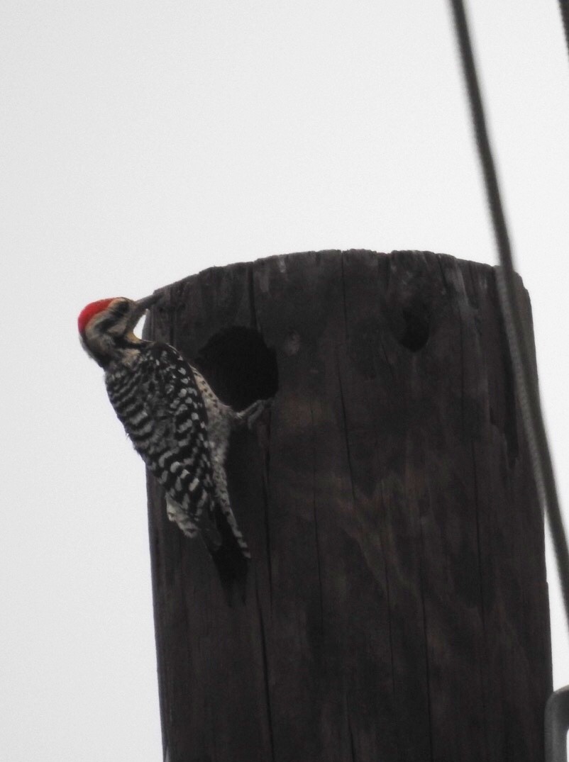 Ladder-backed Woodpecker - Susan Kirkbride