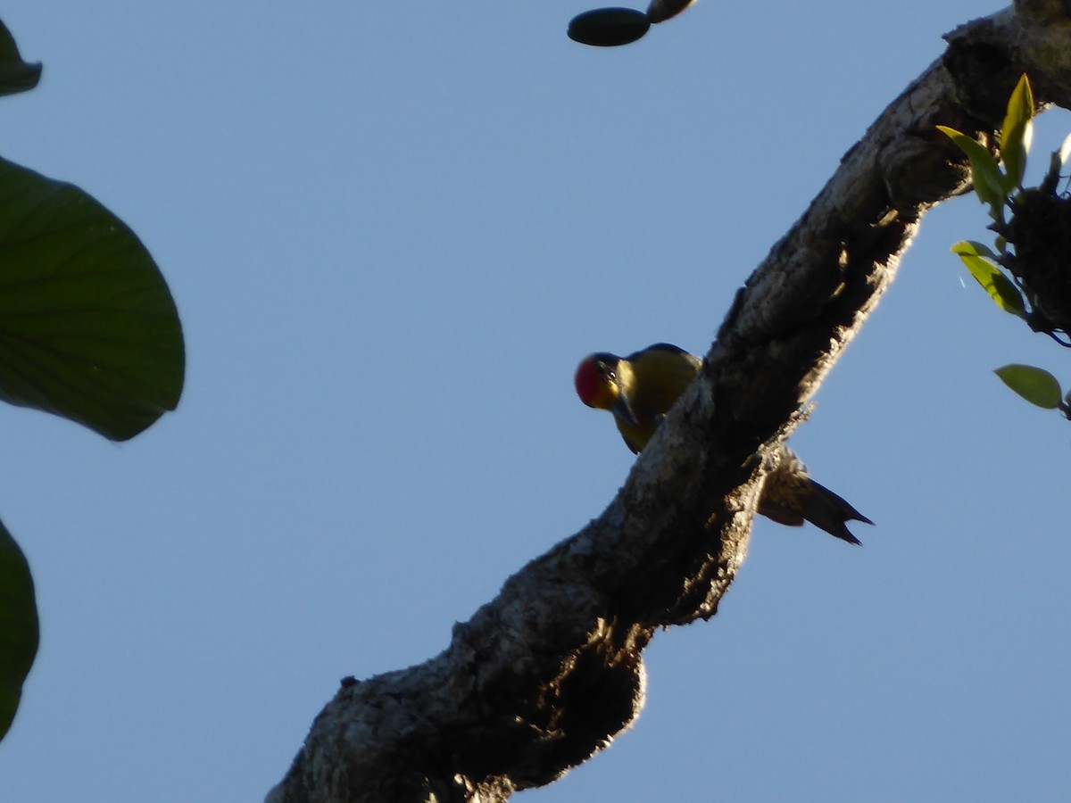 Red-crowned Woodpecker - ML152501671