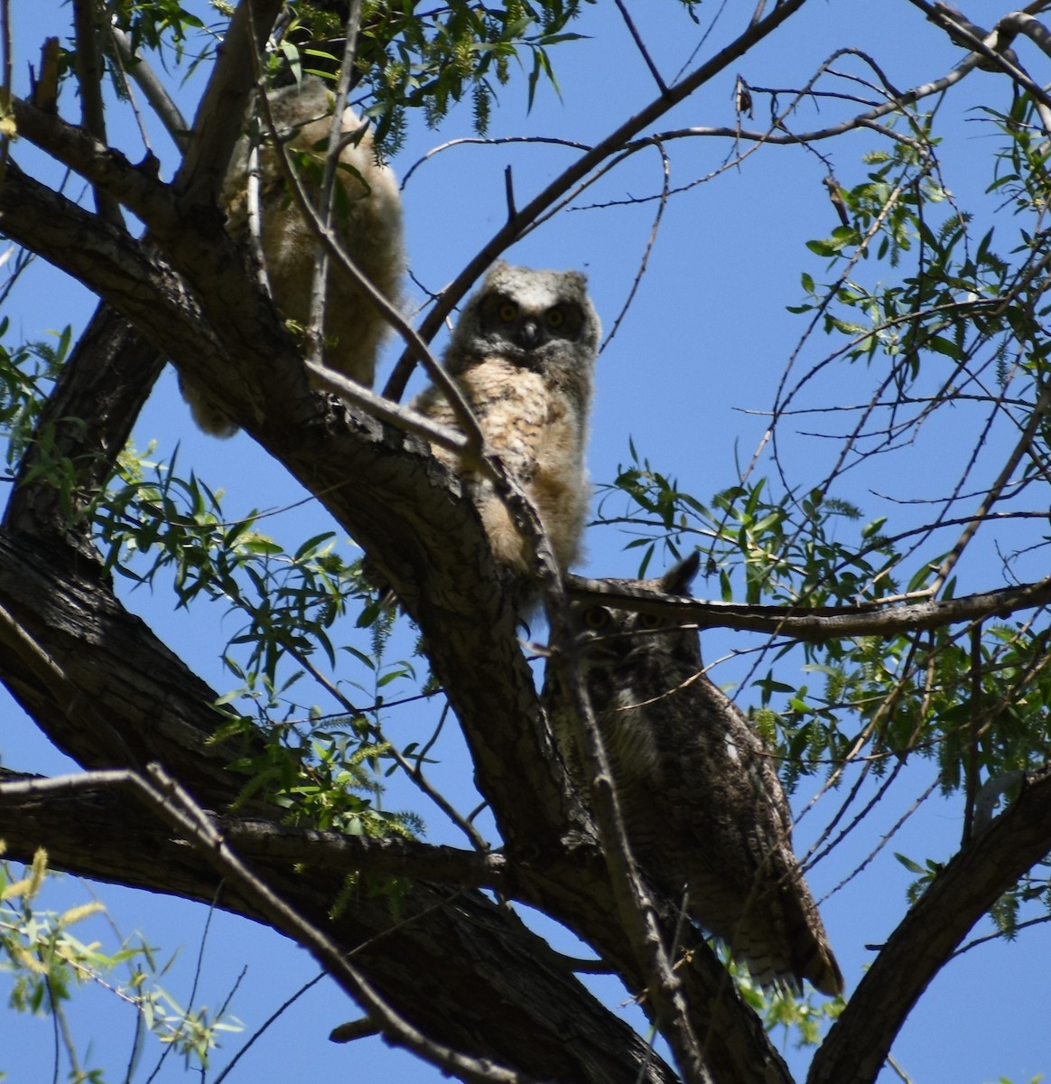 Great Horned Owl - ML152501711