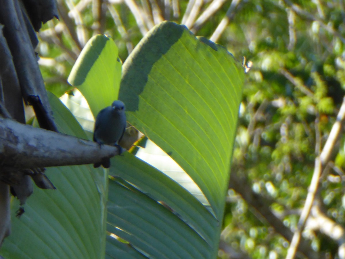 Blue-gray Tanager - ML152502051