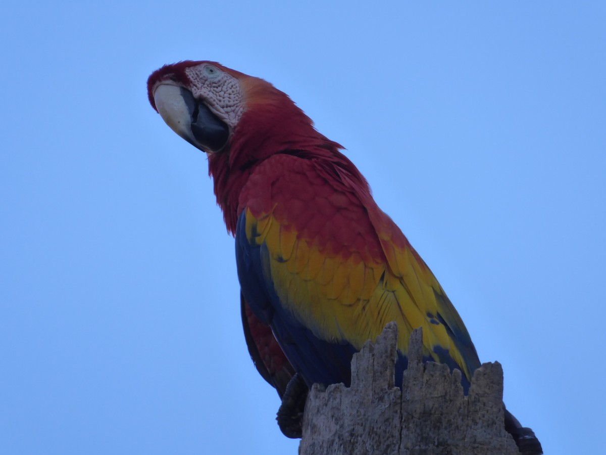 Scarlet Macaw - ML152502551
