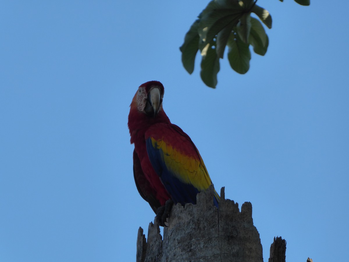 Scarlet Macaw - ML152502611