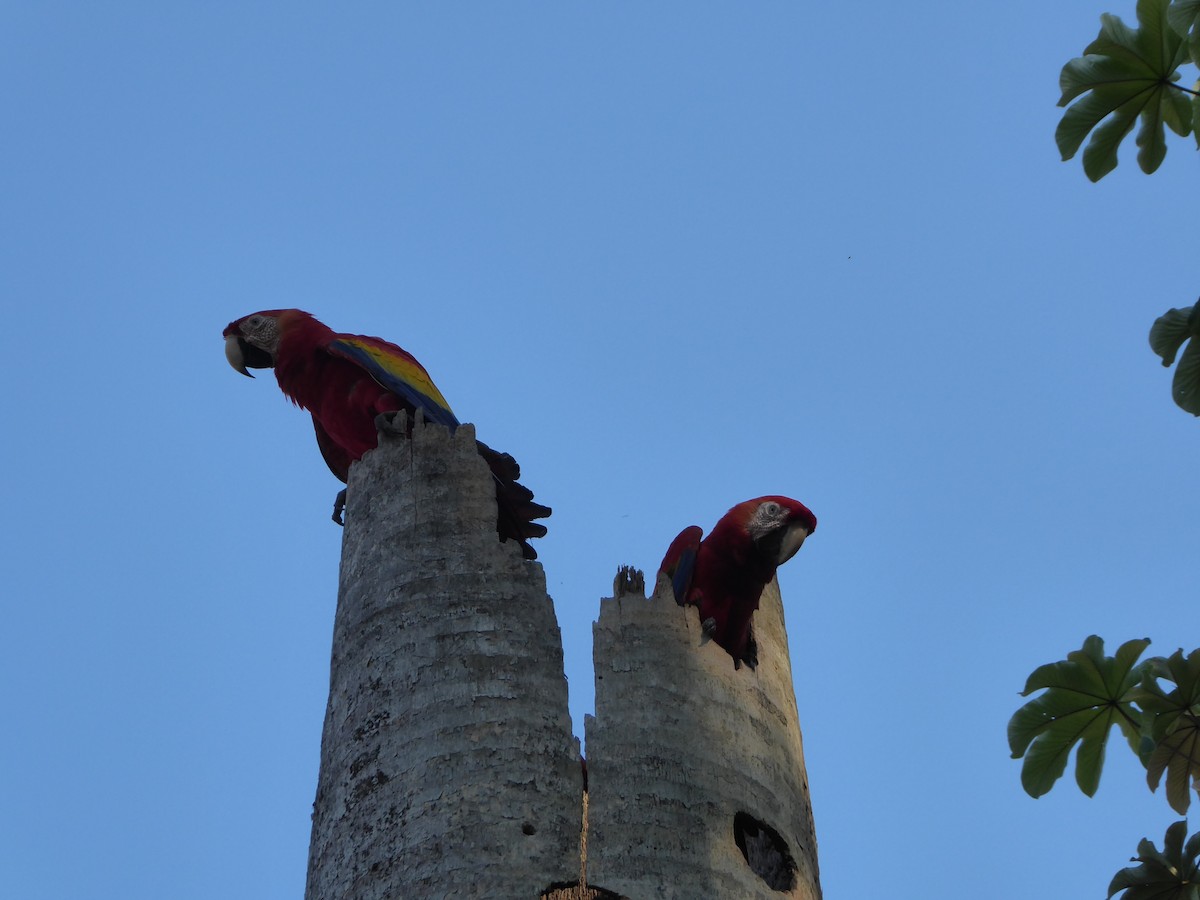 Scarlet Macaw - ML152502641