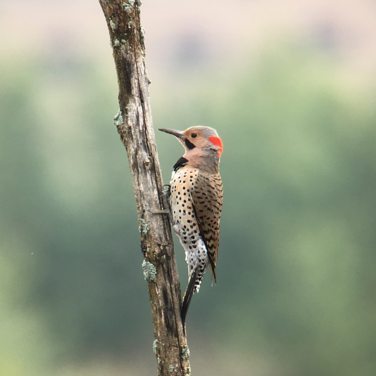 Northern Flicker (Yellow-shafted) - Willy Hutcheson