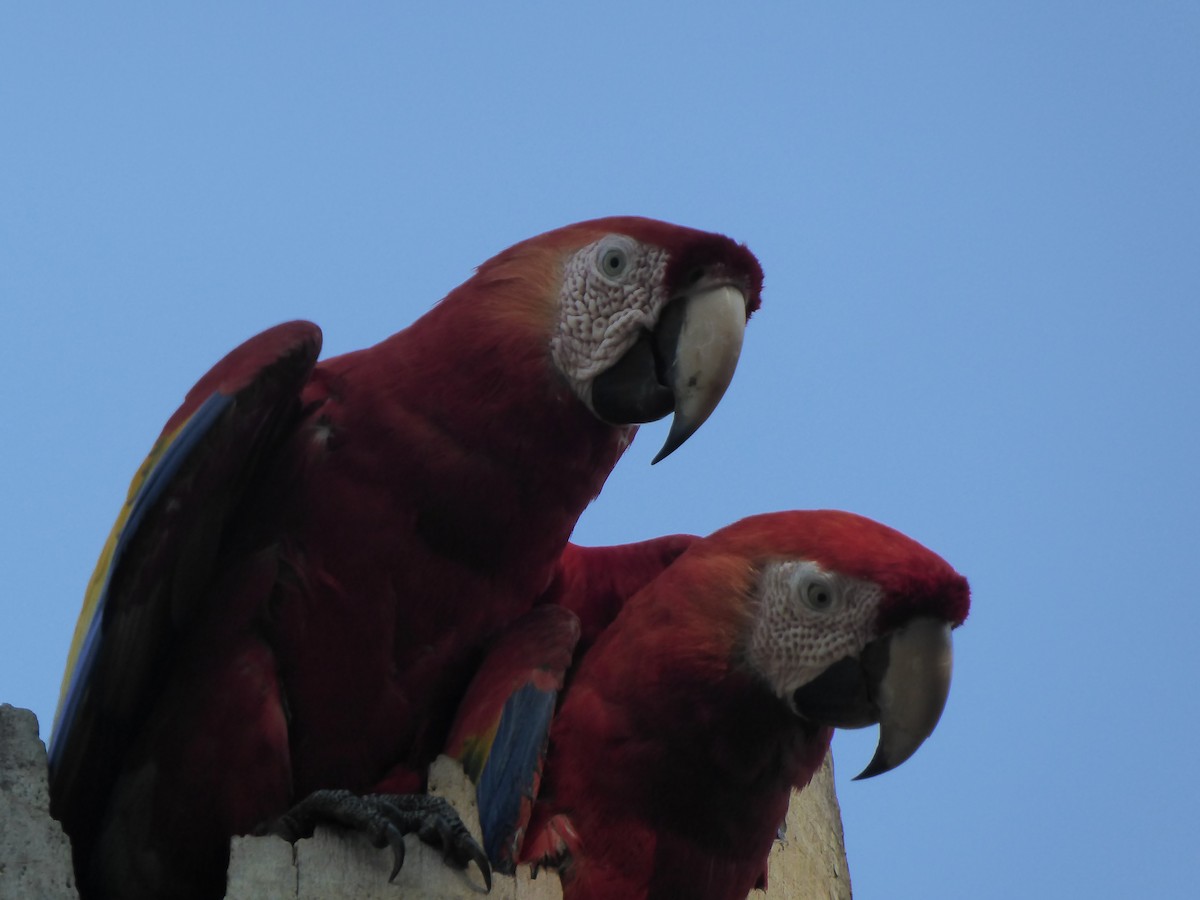 Scarlet Macaw - ML152502661