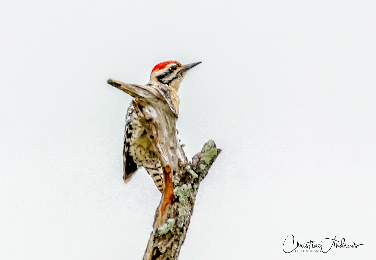 Ladder-backed Woodpecker - Christine Andrews