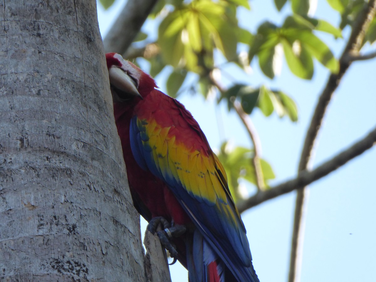 Scarlet Macaw - ML152502751