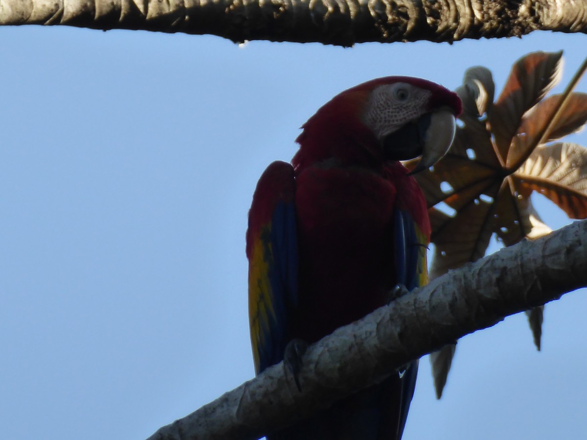 Scarlet Macaw - ML152502761