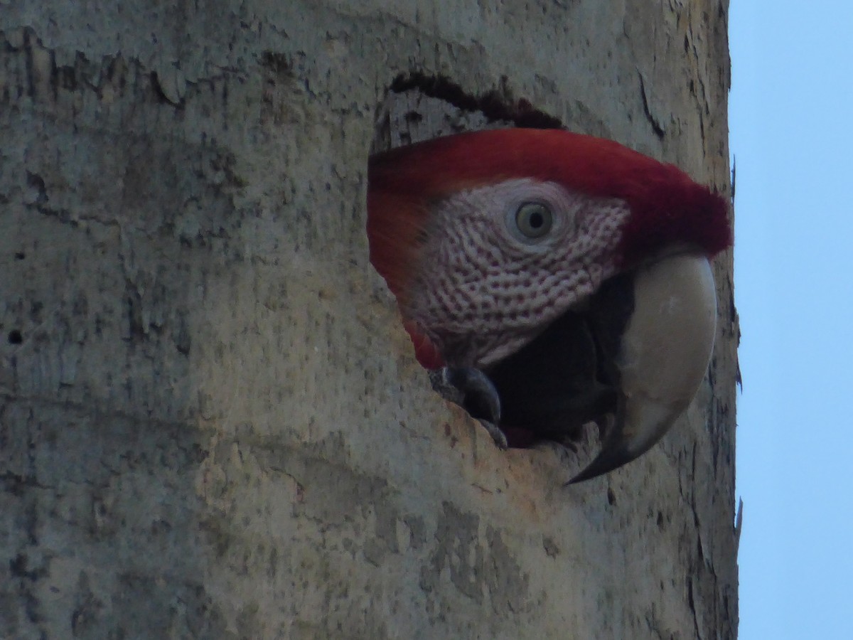Scarlet Macaw - ML152502801