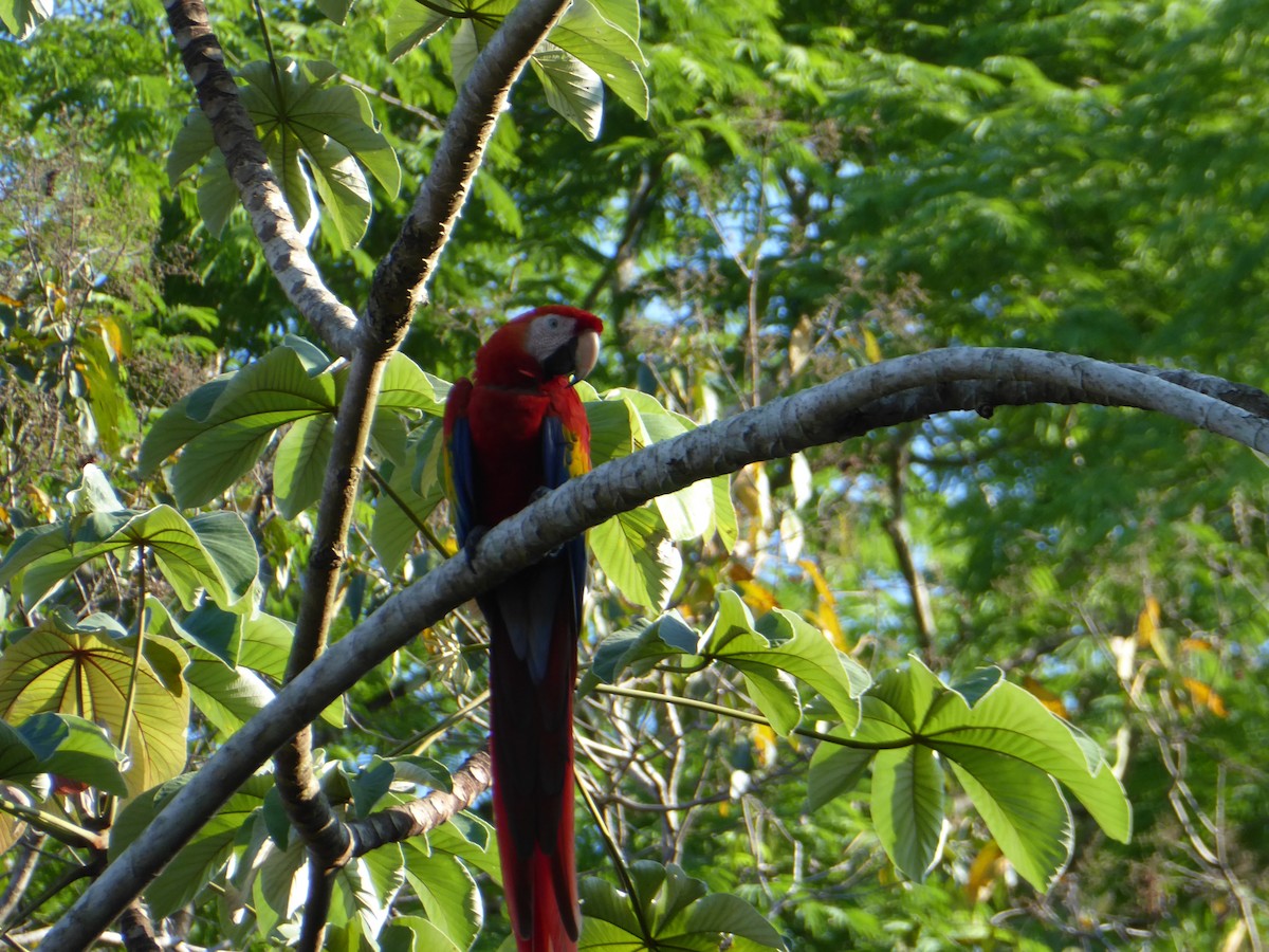 Scarlet Macaw - ML152502821