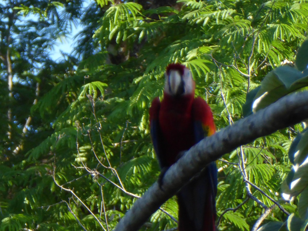 Scarlet Macaw - ML152502851