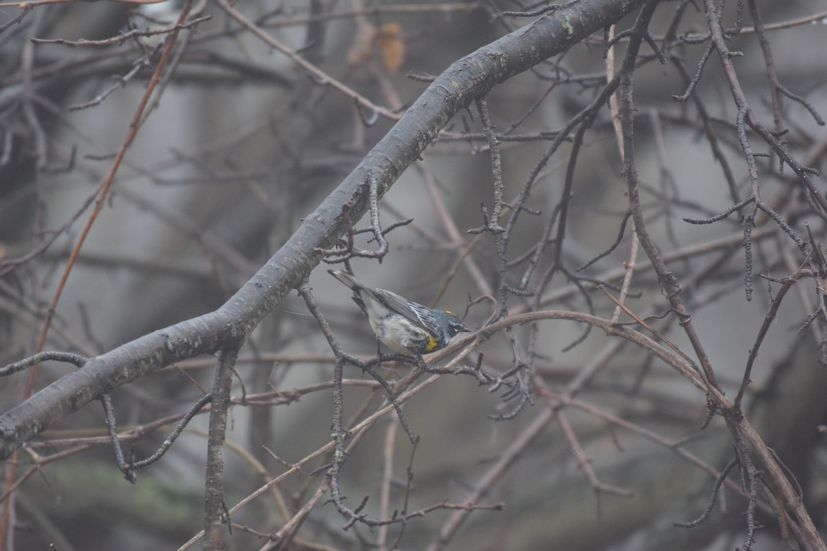 Yellow-rumped Warbler - ML152503201