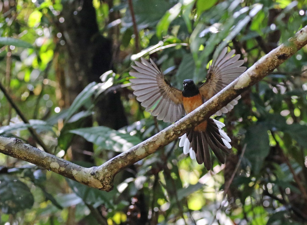 White-rumped Shama - Dave Bakewell