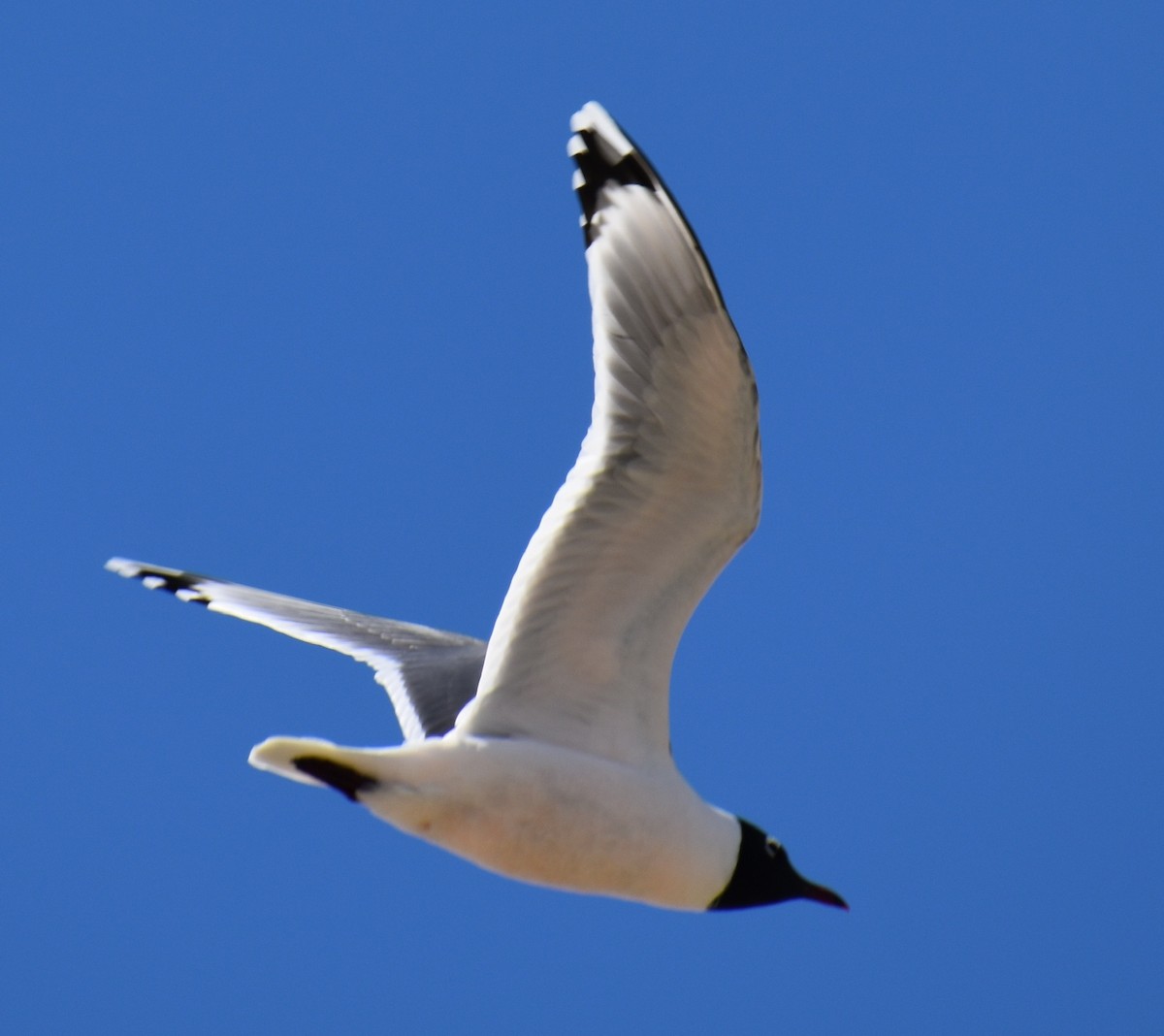 Franklin's Gull - Kyle Fisher