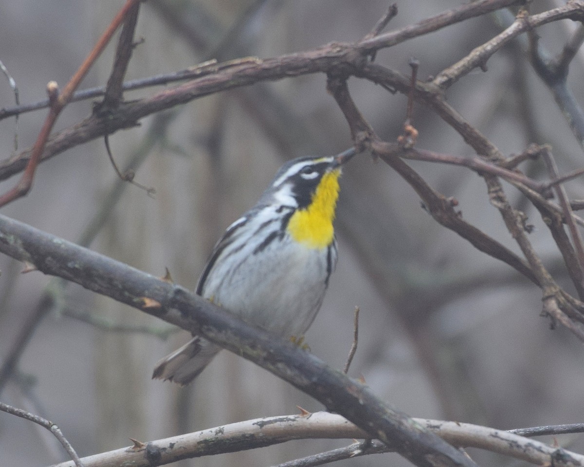 Yellow-throated Warbler - ML152504161