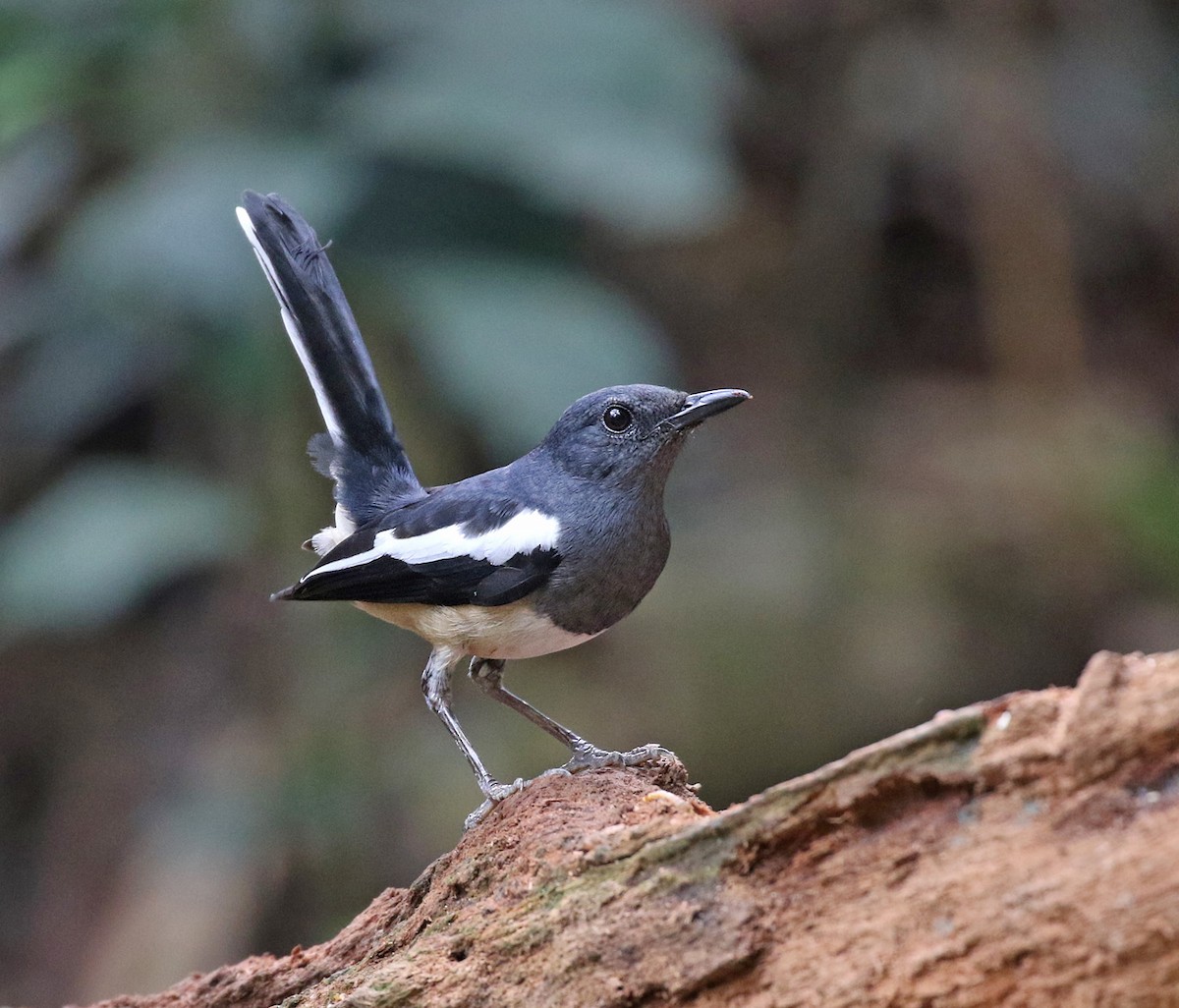 Oriental Magpie-Robin - Dave Bakewell