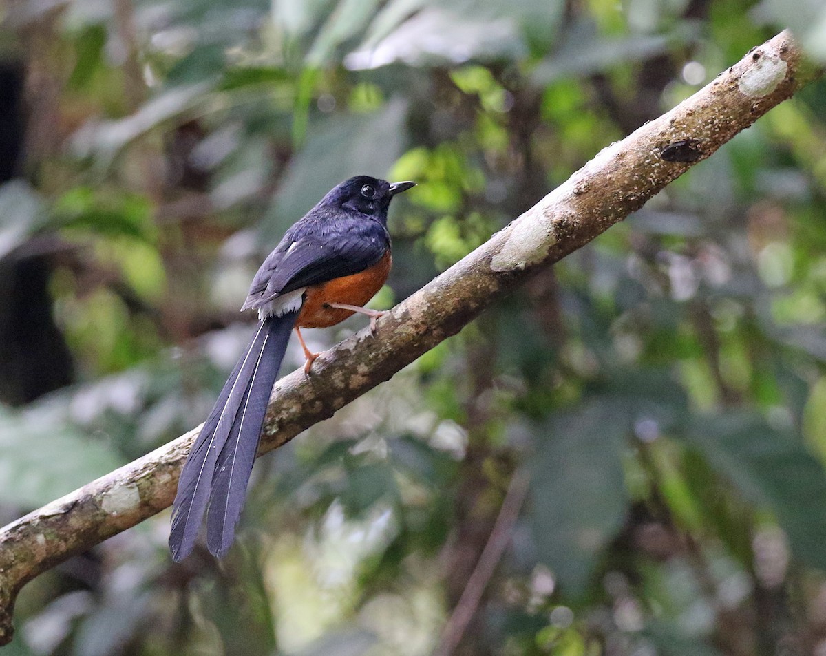 White-rumped Shama - Dave Bakewell