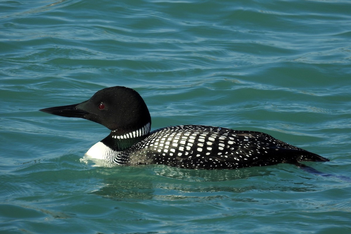 Common Loon - Terry Walsh
