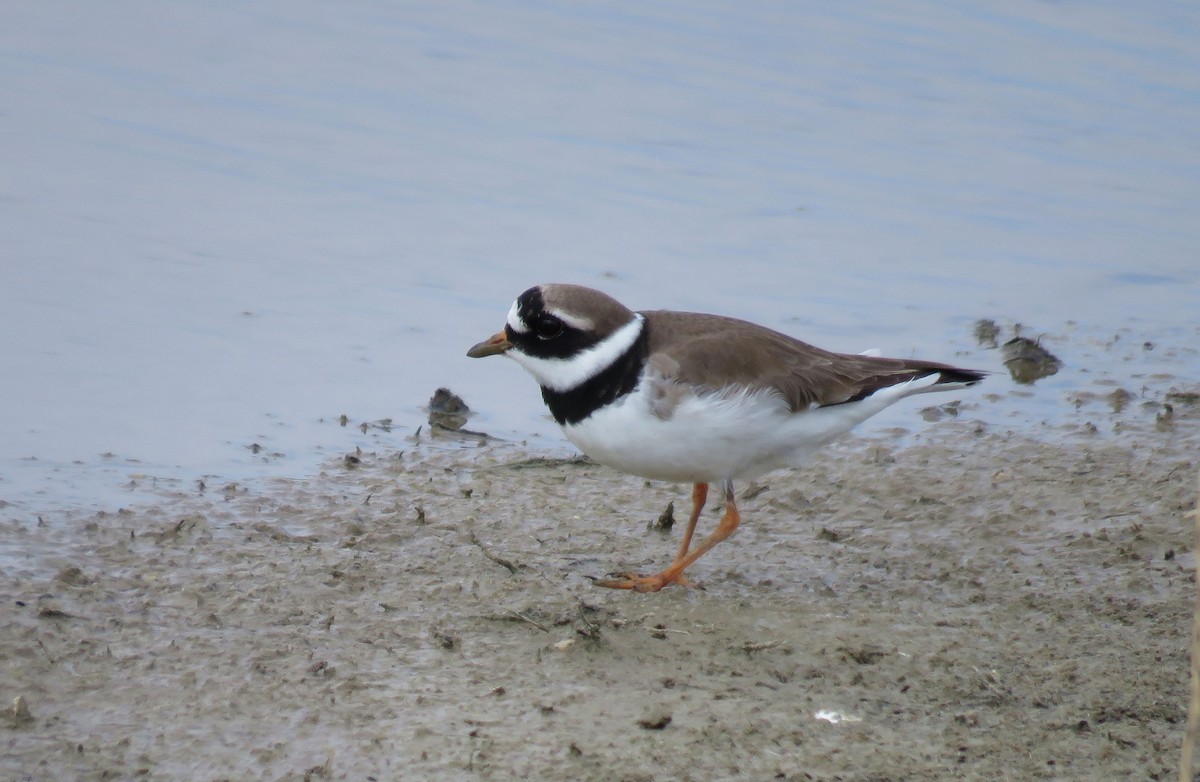 Common Ringed Plover - ML152505051