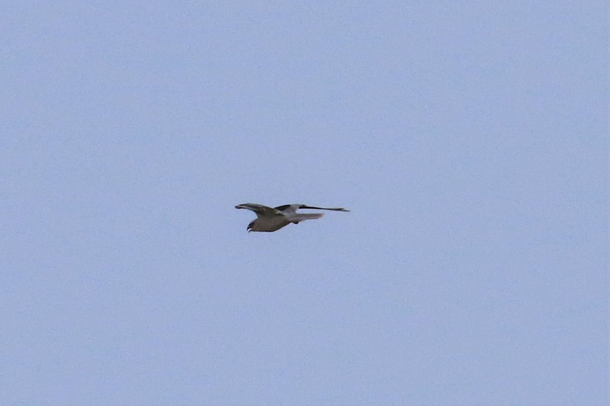 White-tailed Kite - Dan Orr