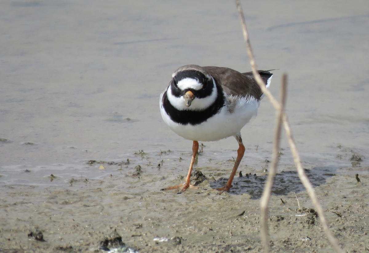 Common Ringed Plover - ML152505891