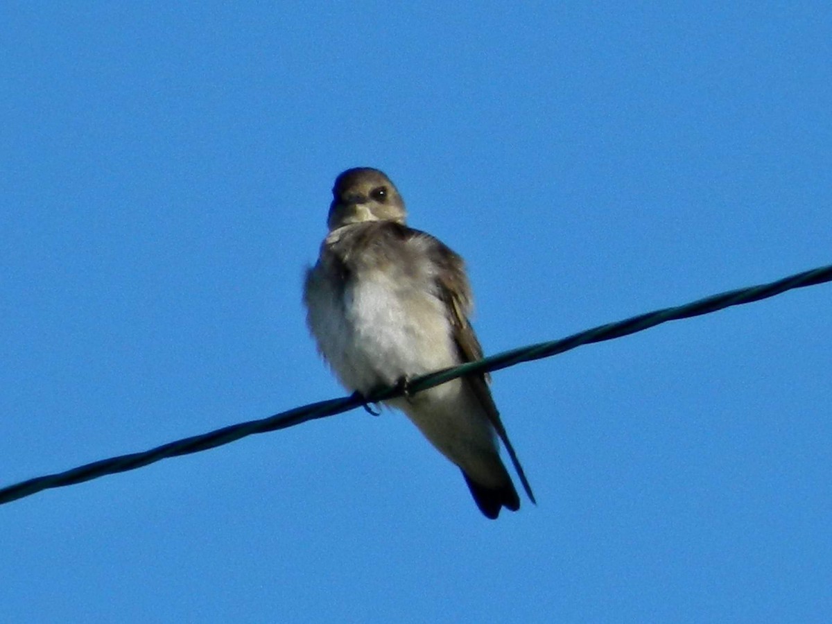 Northern Rough-winged Swallow - Jennifer Hammett