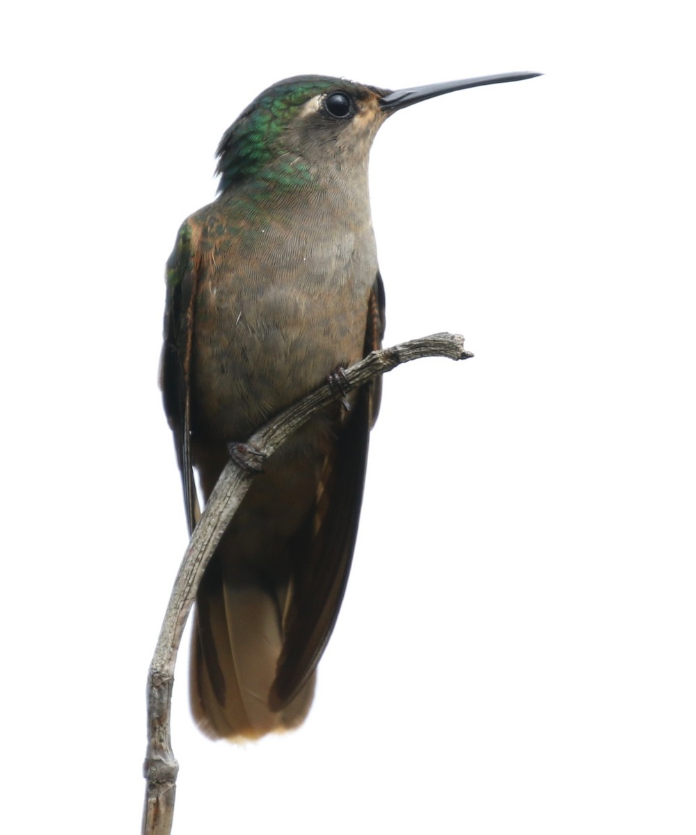 Buff-breasted Sabrewing - ML152506421