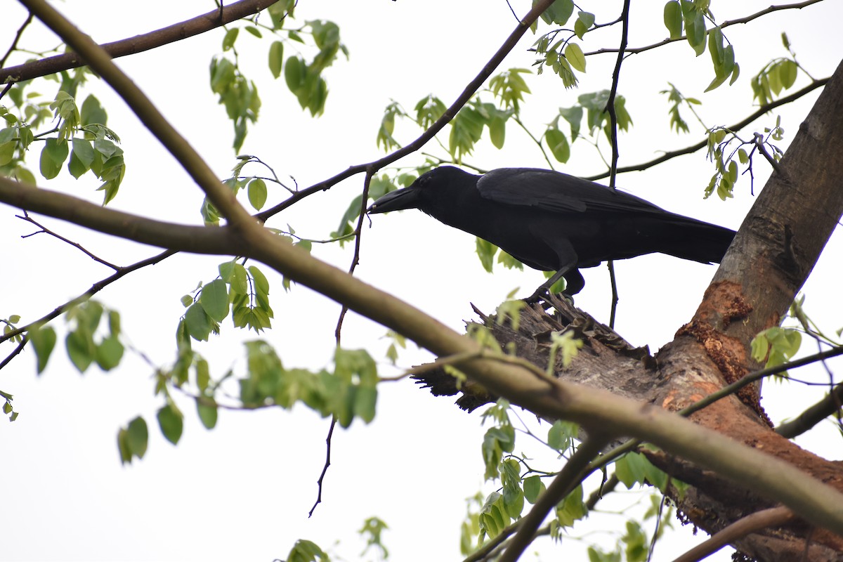Large-billed Crow - Samakshi Tiwari