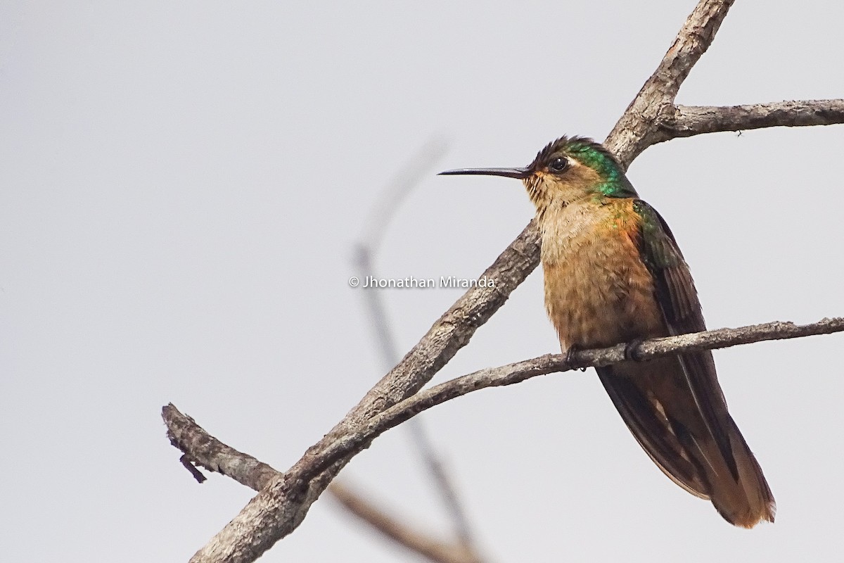 Buff-breasted Sabrewing - ML152507271
