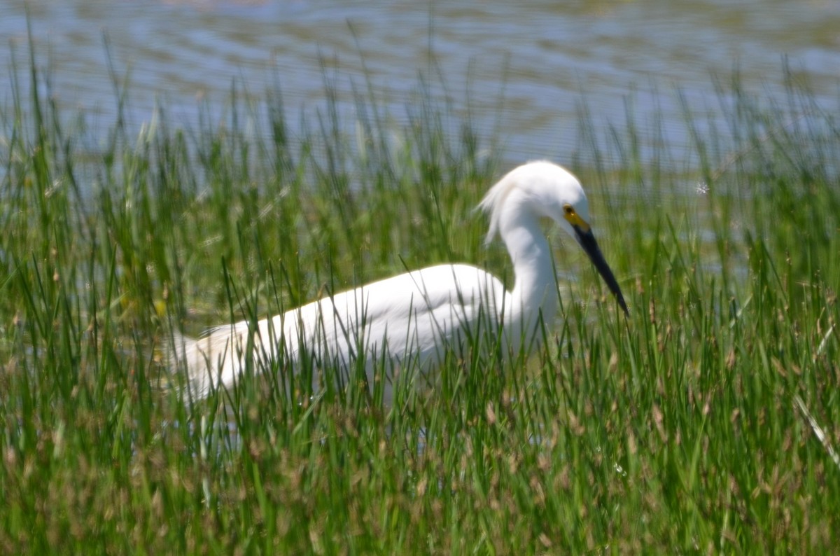 Snowy Egret - Scot Wingo
