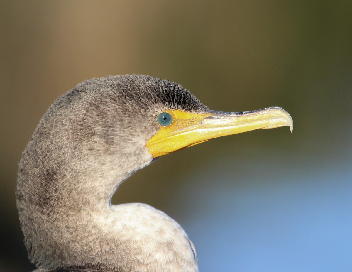 Double-crested Cormorant - Jan Allen