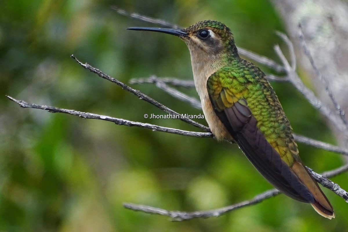 Buff-breasted Sabrewing - Jhonathan Miranda - Wandering Venezuela Birding Expeditions