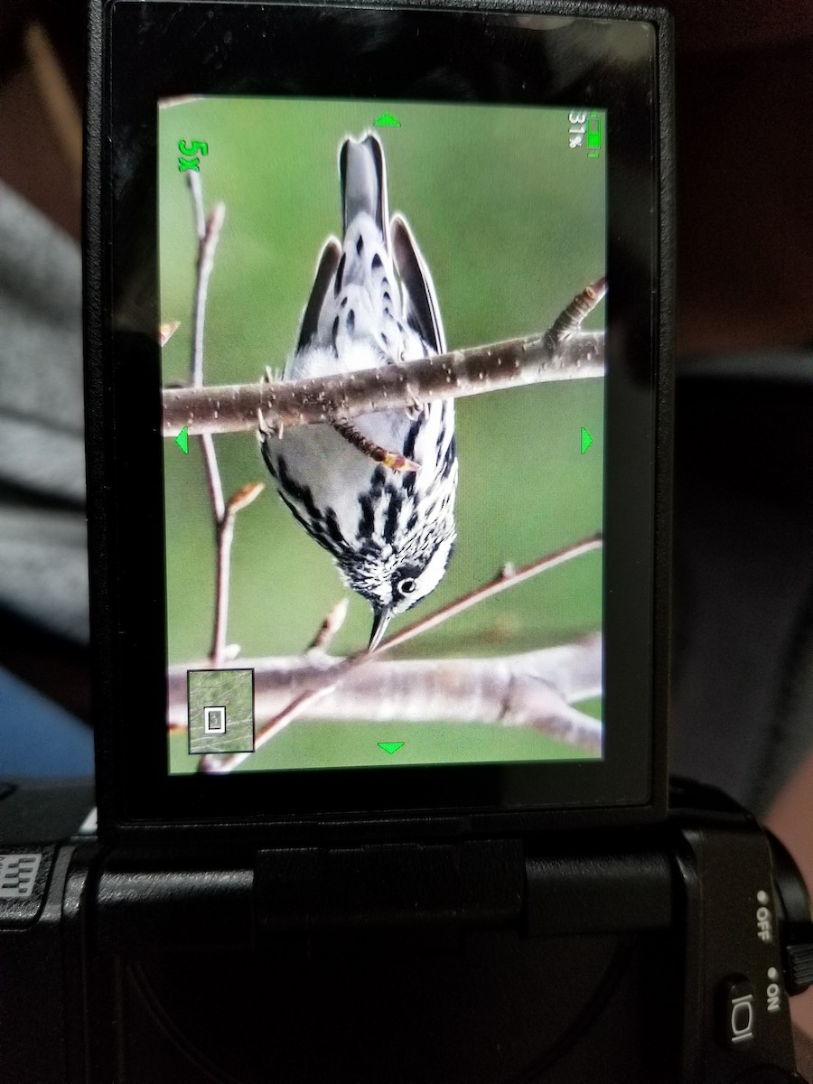 Black-and-white Warbler - ML152508511