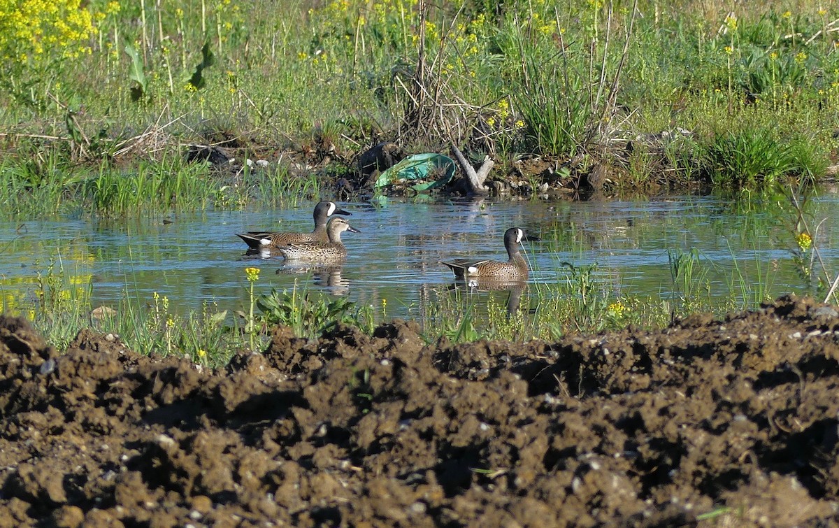 Blue-winged Teal - ML152509831