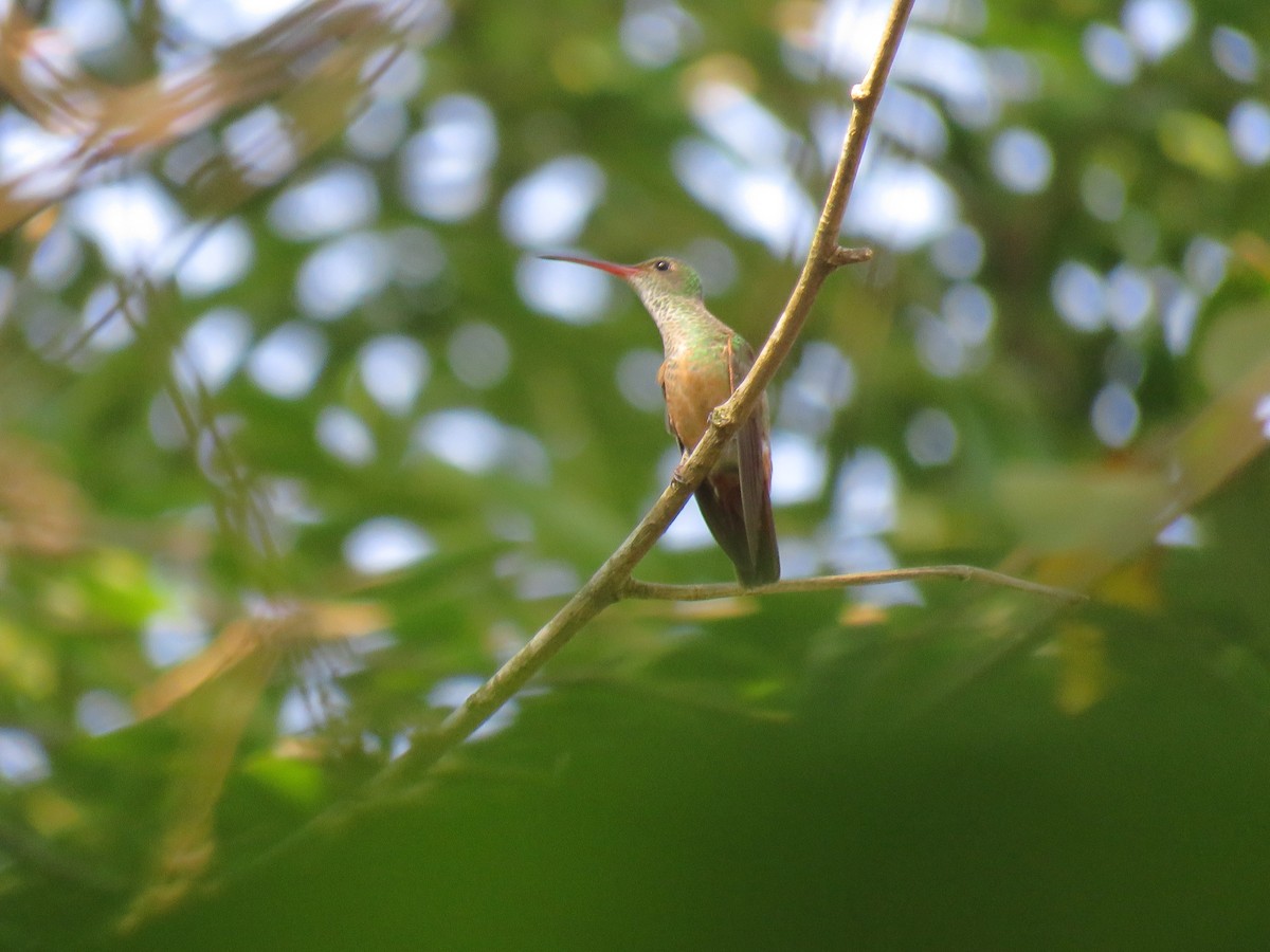 hummingbird sp. - Oliver  Komar