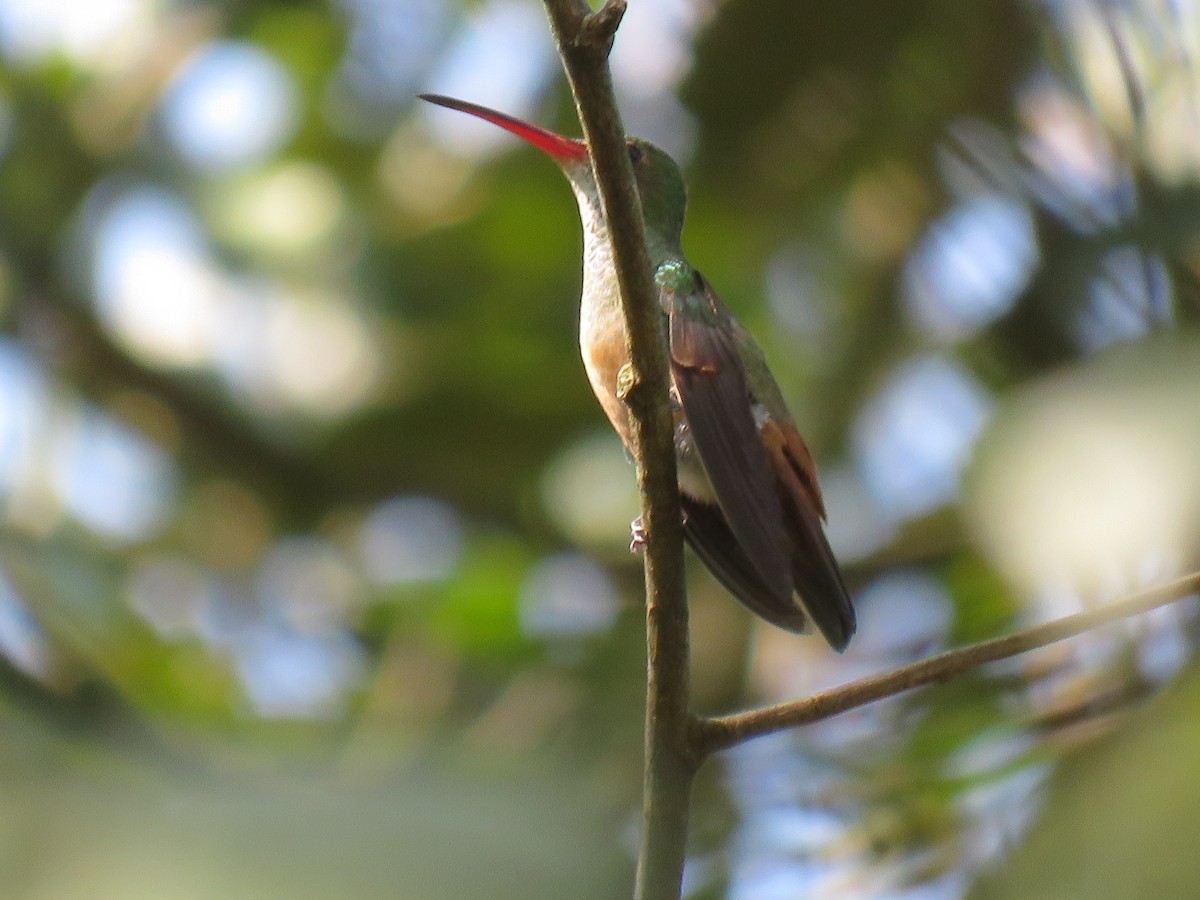 hummingbird sp. - Oliver  Komar