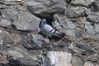 Rock Pigeon (Feral Pigeon), ML152510391