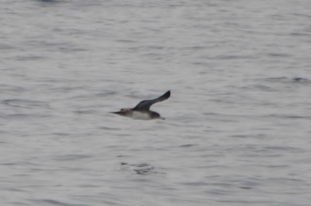 Pink-footed Shearwater - ML152510691