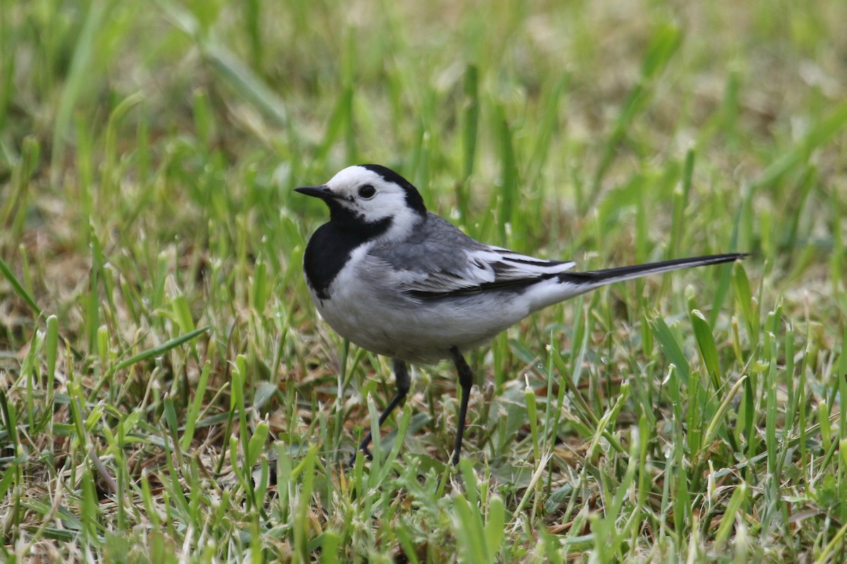 White Wagtail - Gil Ewing