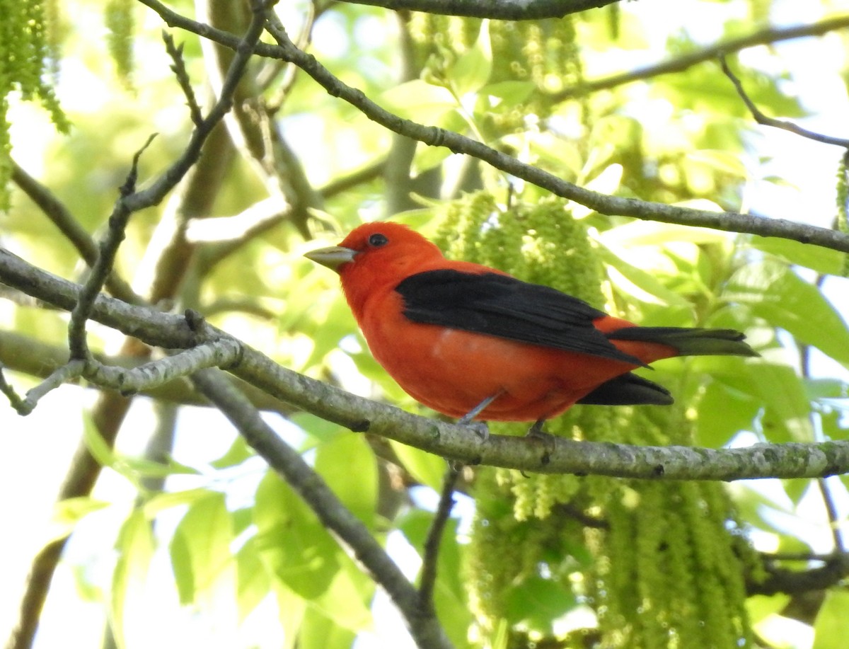 Scarlet Tanager - ML152511401