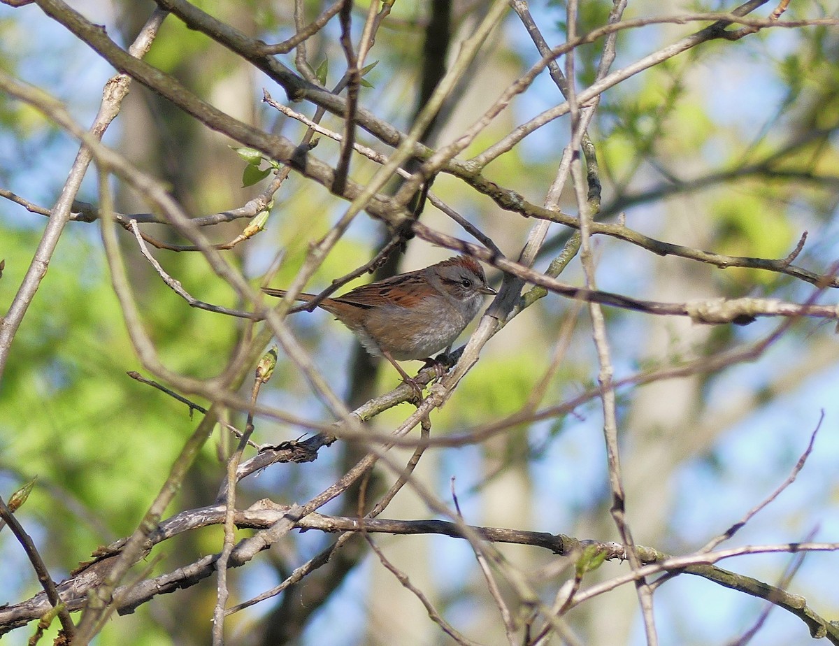 Swamp Sparrow - ML152511521