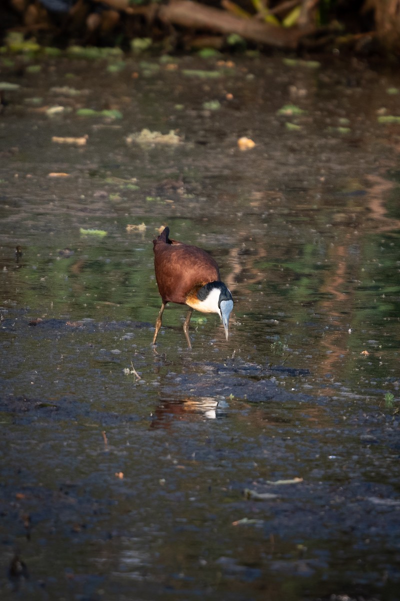 African Jacana - Deb Ford