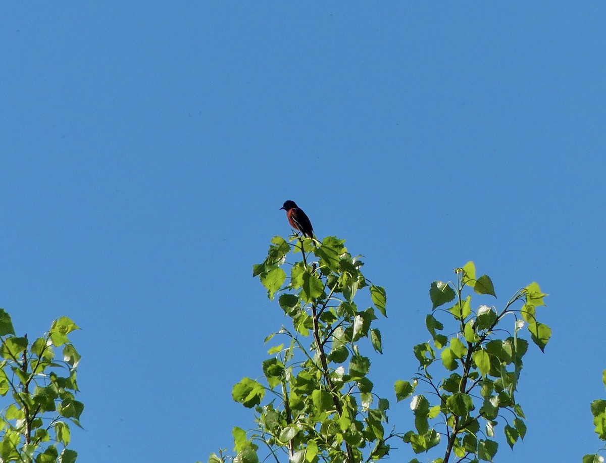 Orchard Oriole - ML152511651