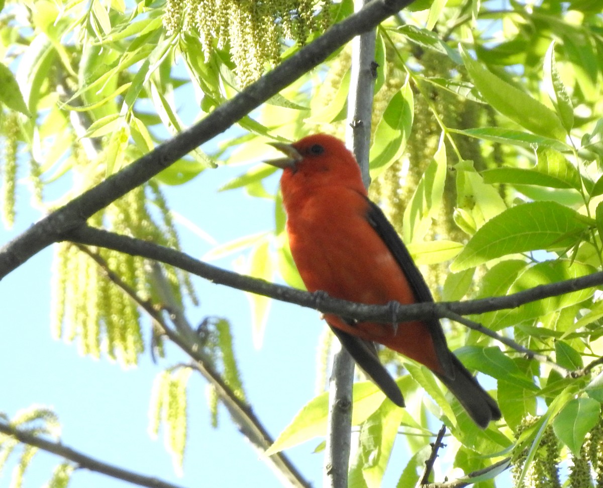 Scarlet Tanager - ML152511761