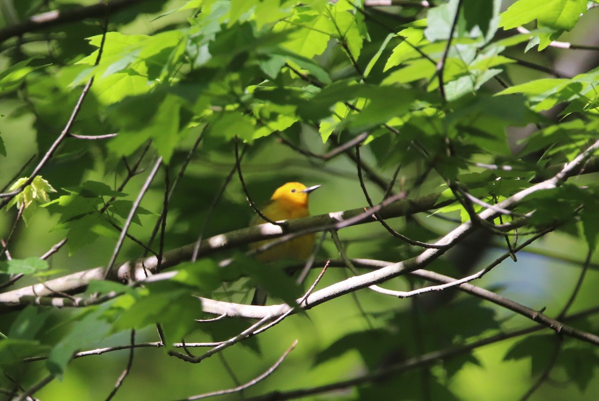 Prothonotary Warbler - Russell Hillsley