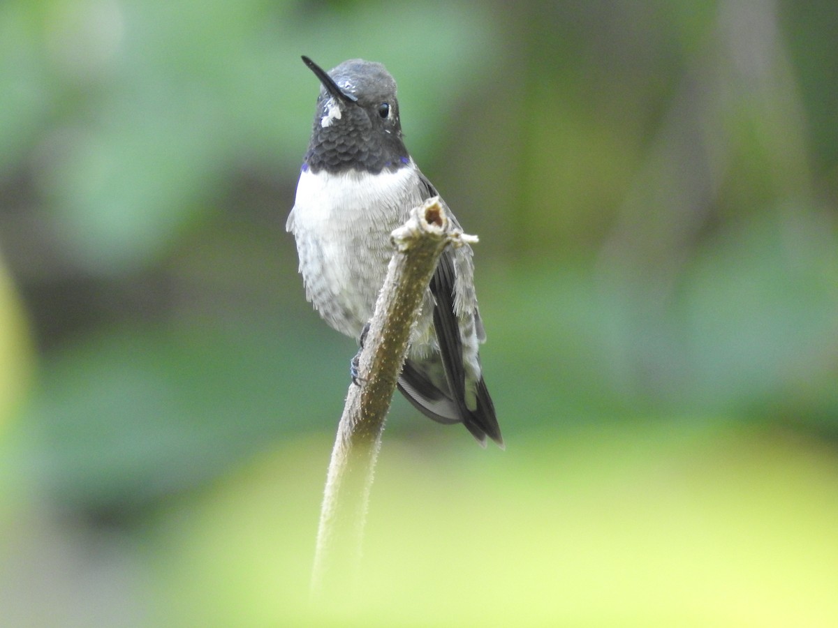 Black-chinned Hummingbird - ML152512971