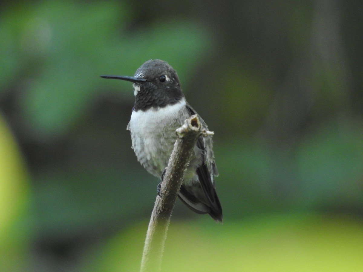 Black-chinned Hummingbird - ML152512981