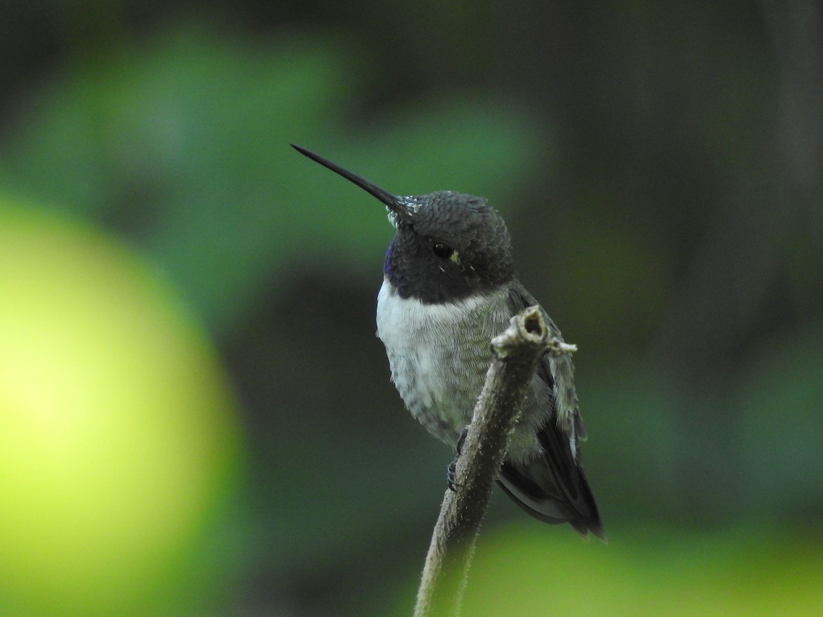Black-chinned Hummingbird - ML152512991